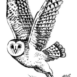 Barn Owl Bakery cover